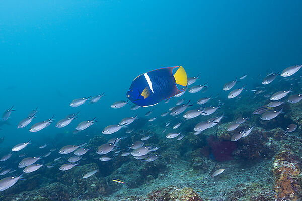 King Angelfish