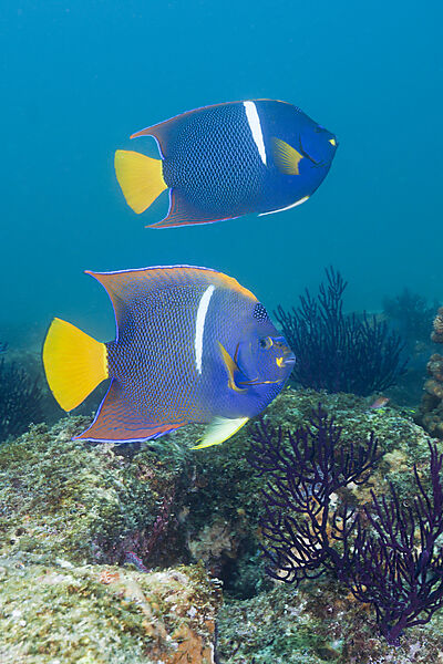 King Angelfish