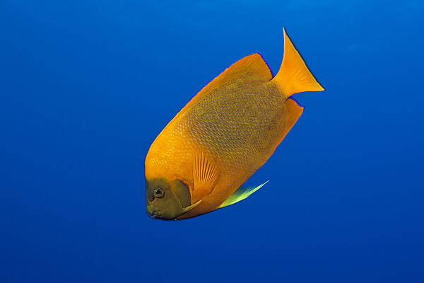 Orange-Prachtkaiserfisch