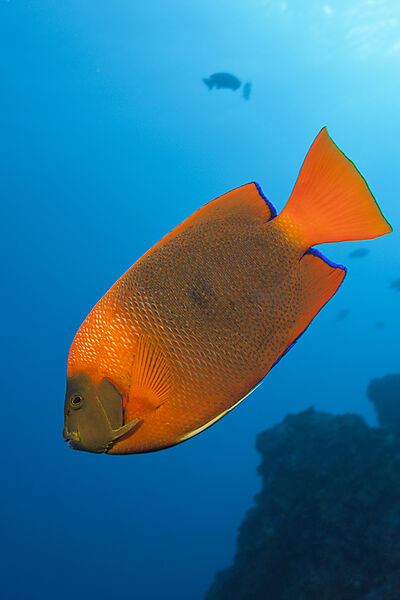 Orange-Prachtkaiserfisch