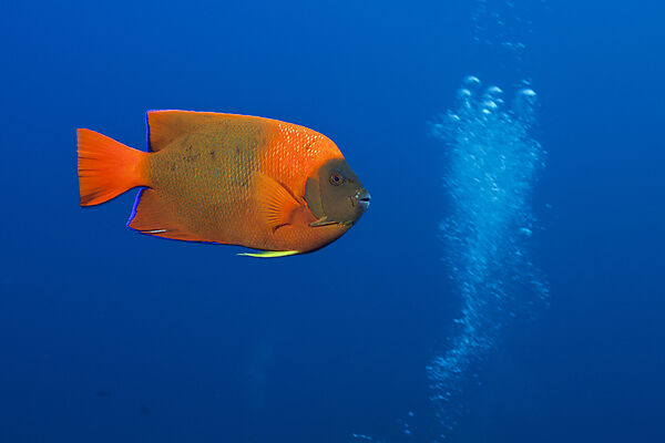 Orange-Prachtkaiserfisch