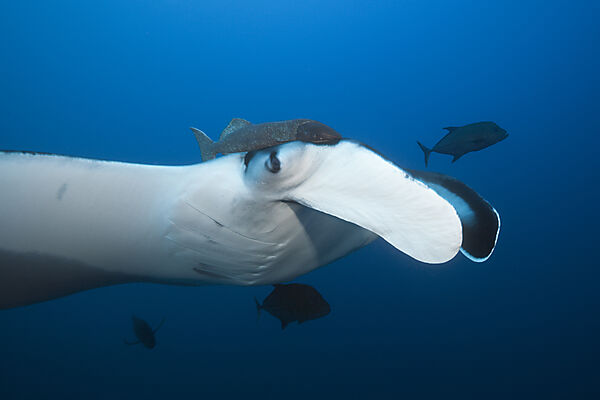 Manta