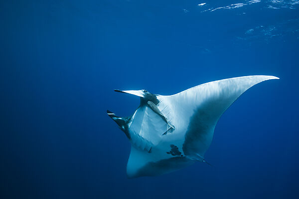 Manta