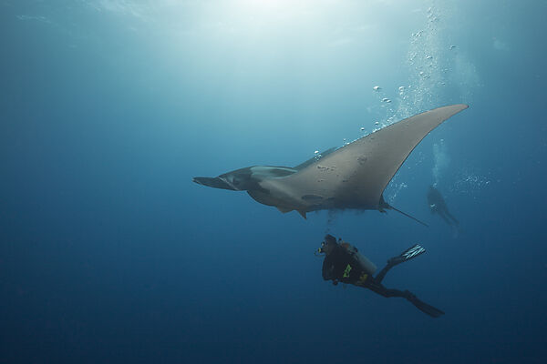 Taucher und Manta