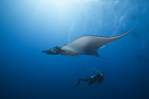 Taucher und Manta