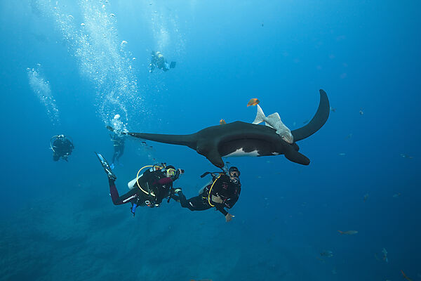 Scuba diver and Manta