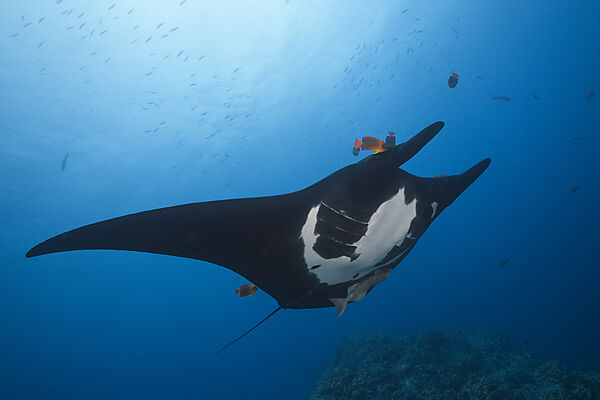Manta