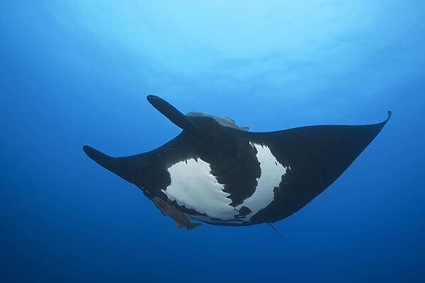 Manta