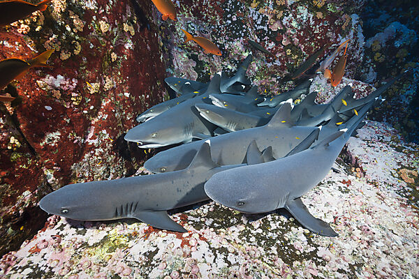 Whitetip Reef Shark resting in Cave