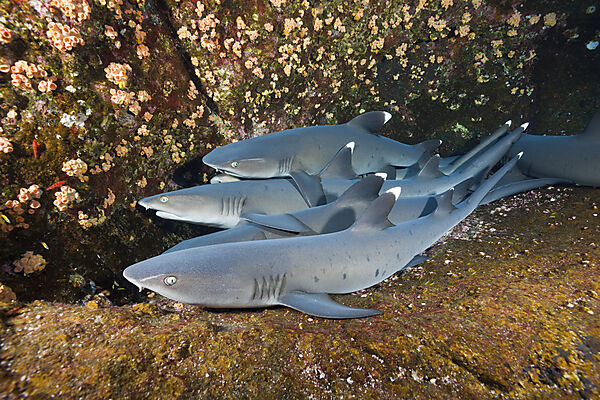 Whitetip Reef Shark resting in Cave