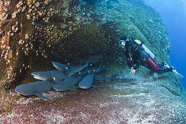 Whitetip Reef Shark resting in Cave