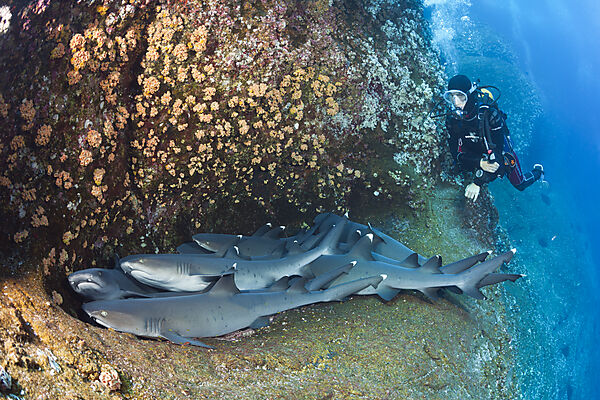 Whitetip Reef Shark resting in Cave