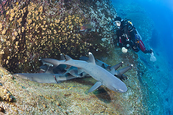 Whitetip Reef Shark resting in Cave