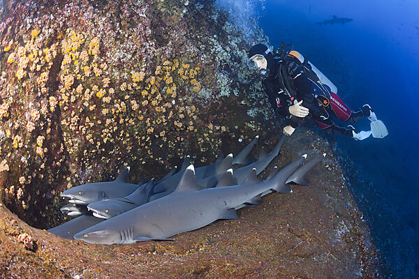Whitetip Reef Shark resting in Cave