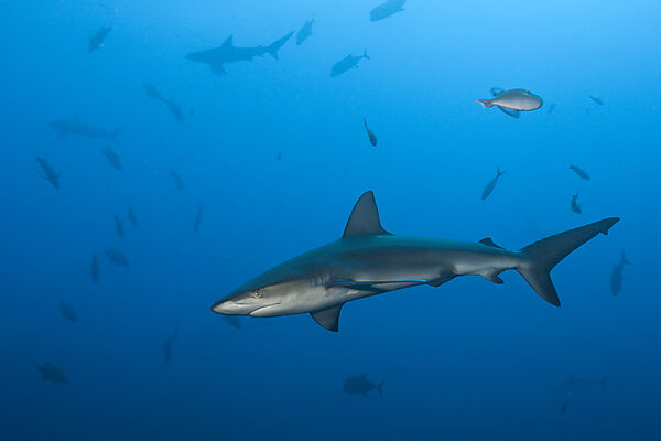 Galapagos Shark