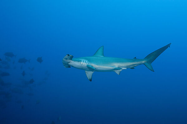 Scalloped Hammerhead Shark