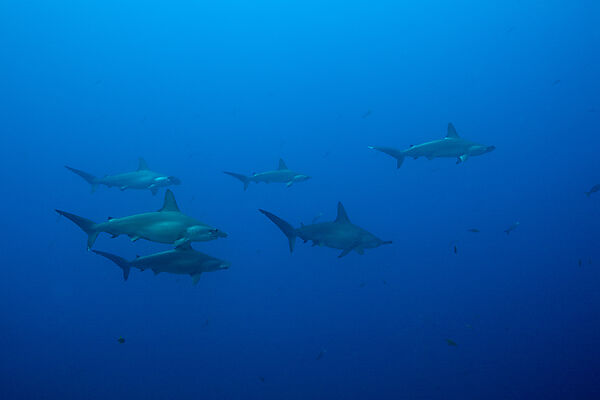 Scalloped Hammerhead Shark