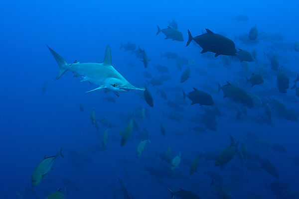 Scalloped Hammerhead Shark