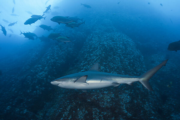 Galapagos Shark