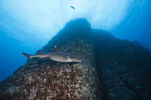 Whitetip Reef Shark