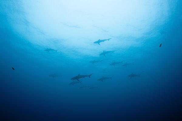 Galapagos Shark