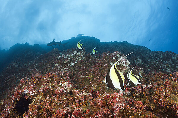 Halfterfische