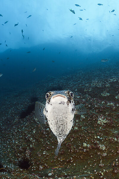 Gepunkteter Igelfisch