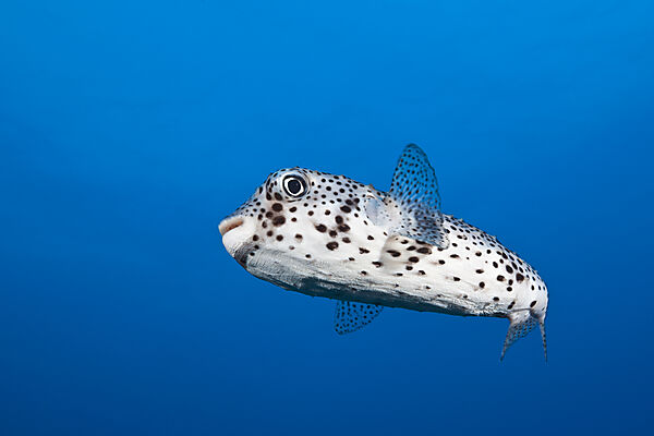Gepunkteter Igelfisch
