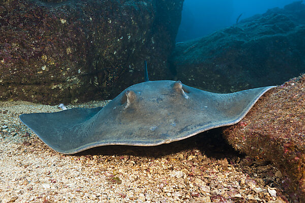 Diamond Stingray