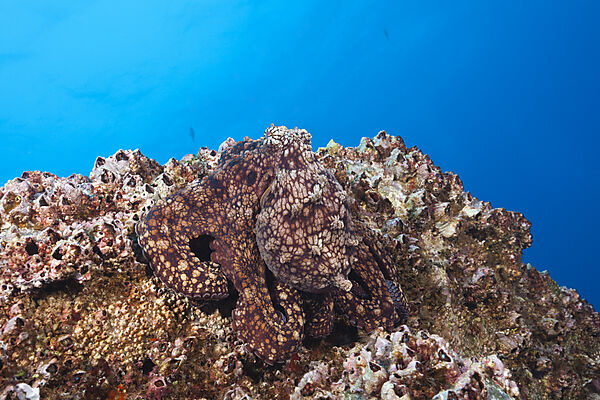 Common Octopus