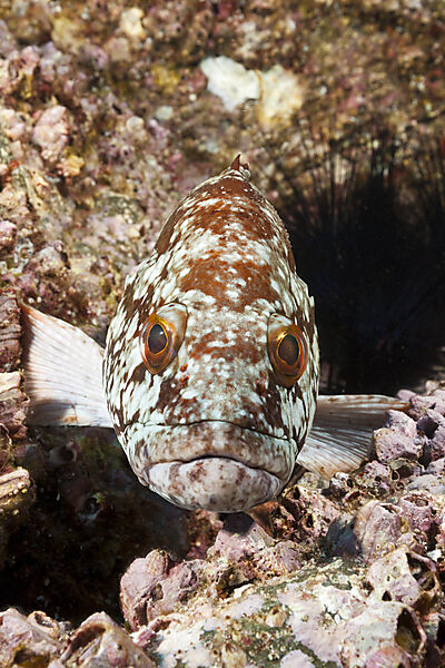 Starry Grouper