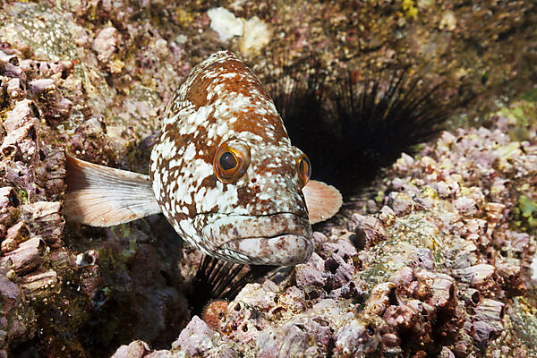 Starry Grouper