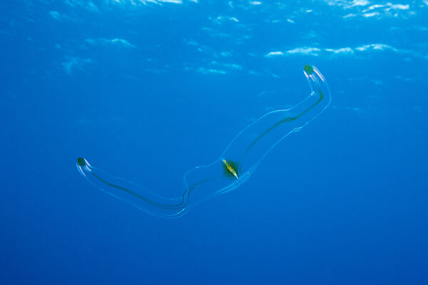 Venus Belt Comb Jellyfish