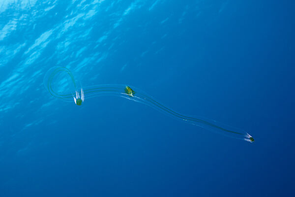 Venus Belt Comb Jellyfish