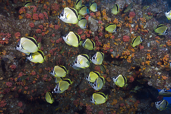 Shoal of Barberfish