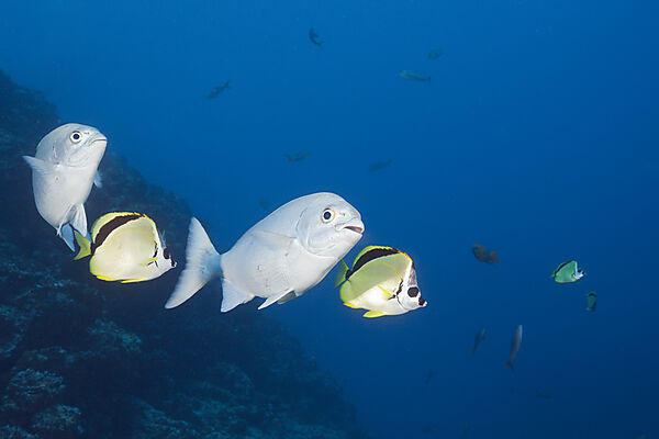 Blue-bronze Sea Chub and Barberfish