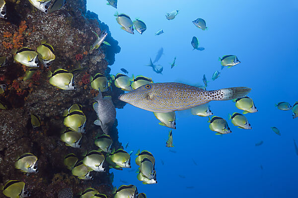 Scrawled Filefish in Shoal of Barberfish