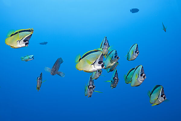 Shoal of Barberfish