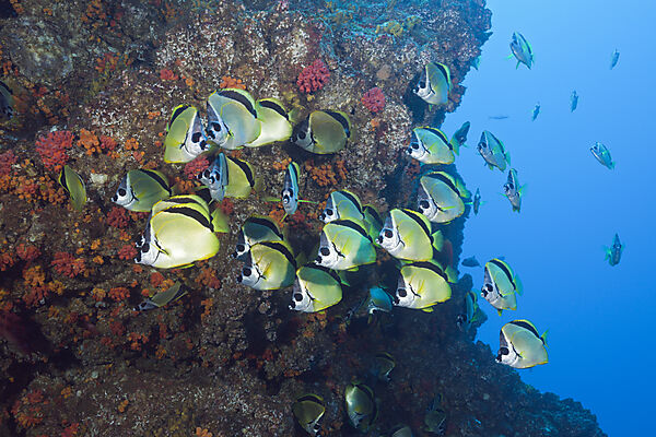 Shoal of Barberfish