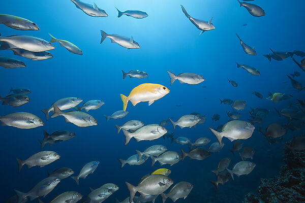 Blue-bronze Sea Chub and Yellow Sea Chub