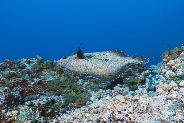 Pacific Leopard Flounder