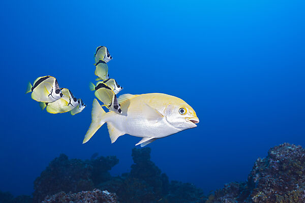 Barberfish cleaning Yellow Sea Chub