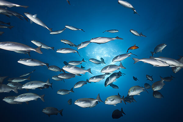 Shoal of Blue-bronze Sea Chub