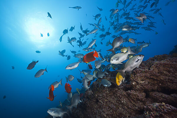 Shoal of Blue-bronze Sea Chub at Cleaning Station