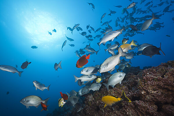 Shoal of Blue-bronze Sea Chub at Cleaning Station