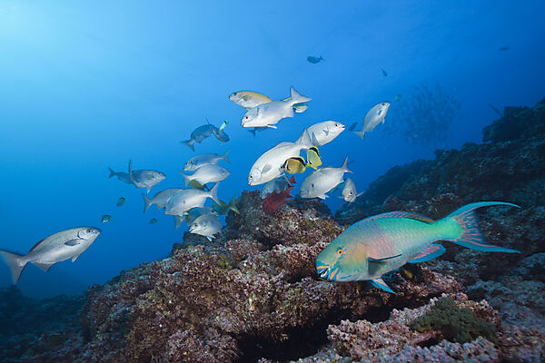 Shoal of Blue-bronze Sea Chub at Cleaning Station
