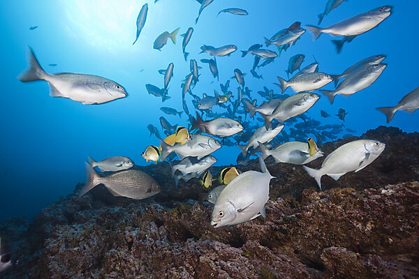 Shoal of Blue-bronze Sea Chub at Cleaning Station