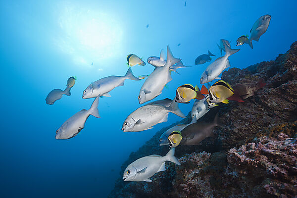 Shoal of Blue-bronze Sea Chub at Cleaning Station
