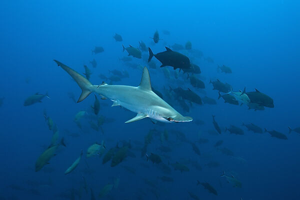 Scalloped Hammerhead Shark