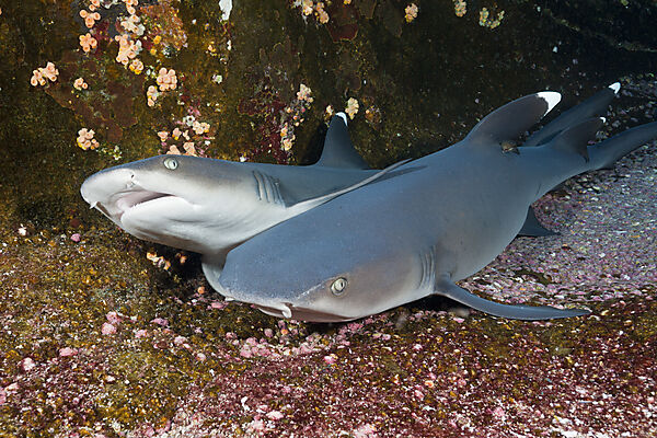 Whitetip Reef Shark resting in Cave
